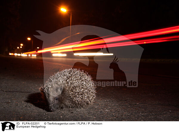 European Hedgehog / FLPA-02201