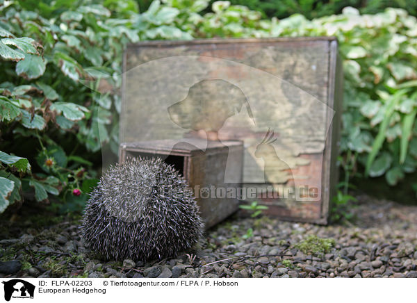 European Hedgehog / FLPA-02203