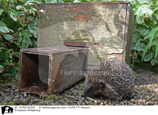 European Hedgehog / FLPA-02204