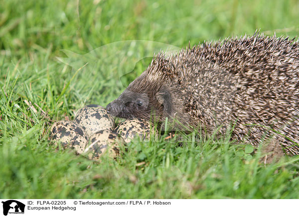 European Hedgehog / FLPA-02205