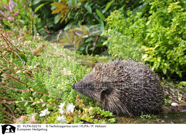 European Hedgehog / FLPA-02210