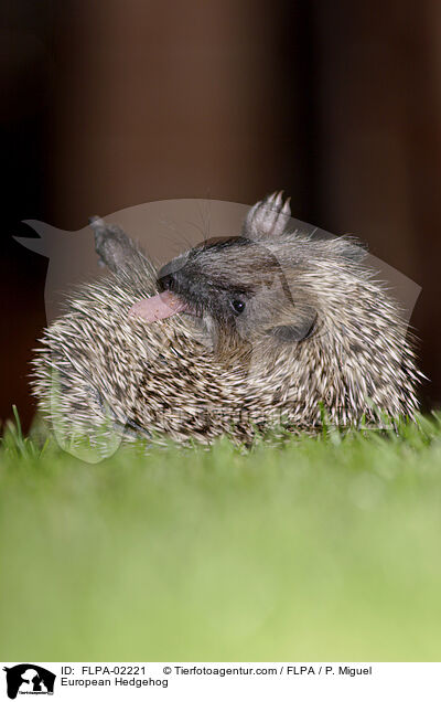 European Hedgehog / FLPA-02221