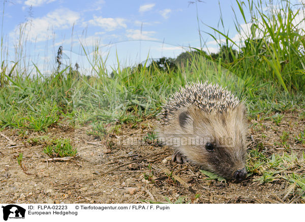 European Hedgehog / FLPA-02223