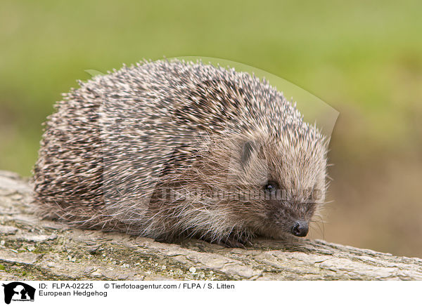 European Hedgehog / FLPA-02225