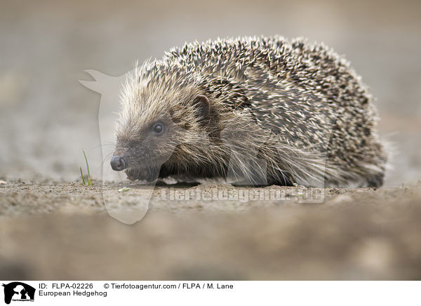 Braunbrustigel / European Hedgehog / FLPA-02226