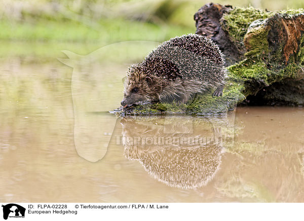 European Hedgehog / FLPA-02228