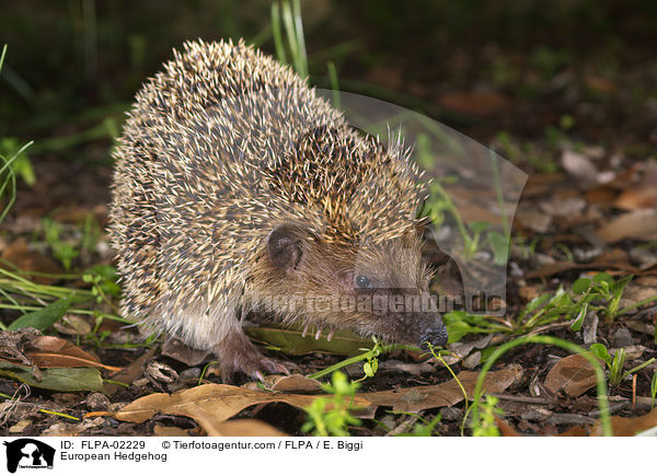 European Hedgehog / FLPA-02229