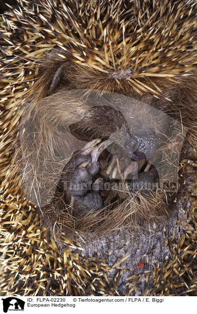 Braunbrustigel / European Hedgehog / FLPA-02230