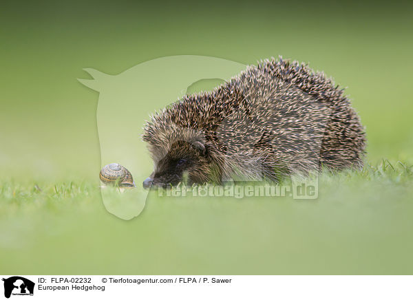European Hedgehog / FLPA-02232