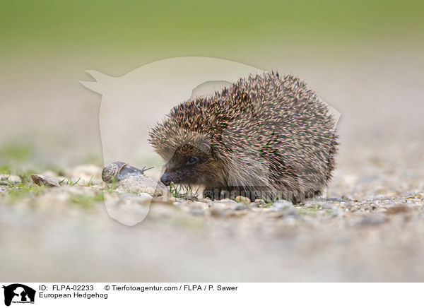 European Hedgehog / FLPA-02233