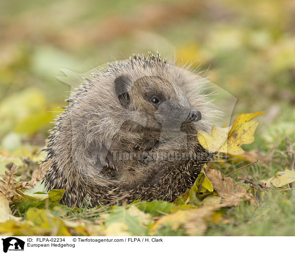 Braunbrustigel / European Hedgehog / FLPA-02234