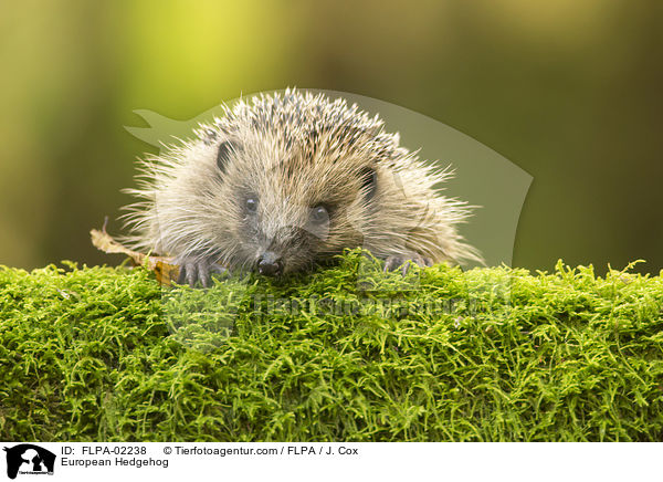 European Hedgehog / FLPA-02238