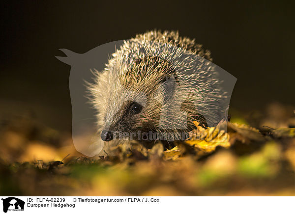 Braunbrustigel / European Hedgehog / FLPA-02239