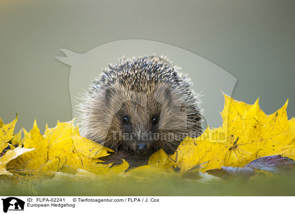 European Hedgehog / FLPA-02241