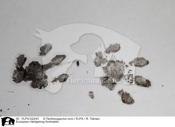 Braunbrustigel Fuspur / European Hedgehog footmarks / FLPA-02244
