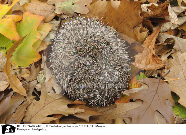 European Hedgehog / FLPA-02246