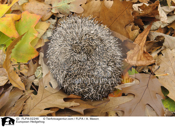 Braunbrustigel / European Hedgehog / FLPA-02246