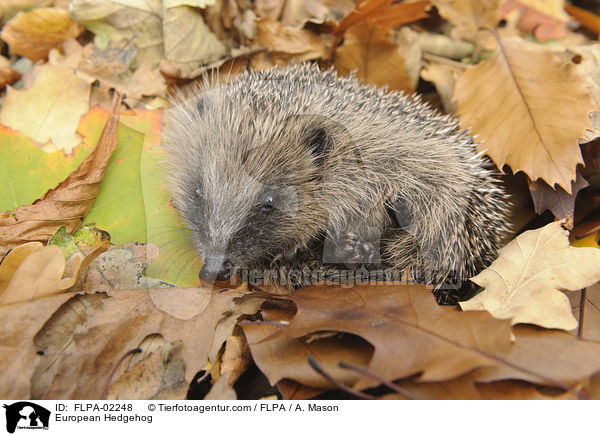 European Hedgehog / FLPA-02248