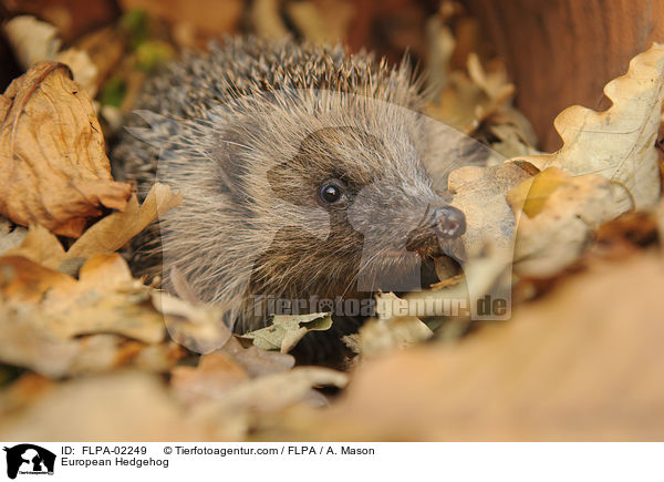 European Hedgehog / FLPA-02249