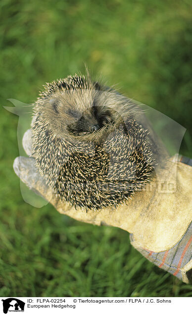 Braunbrustigel / European Hedgehog / FLPA-02254