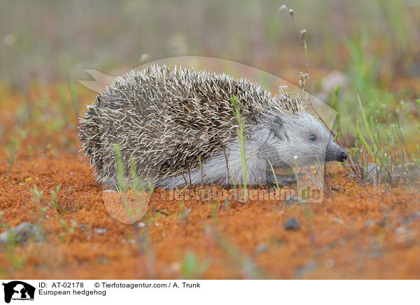 European hedgehog / AT-02178