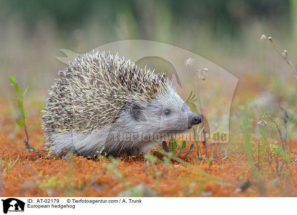 European hedgehog / AT-02179