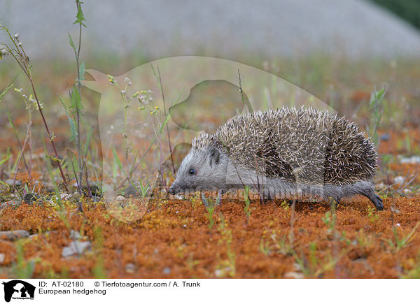 European hedgehog / AT-02180