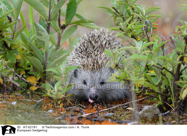 European hedgehog / AT-02181