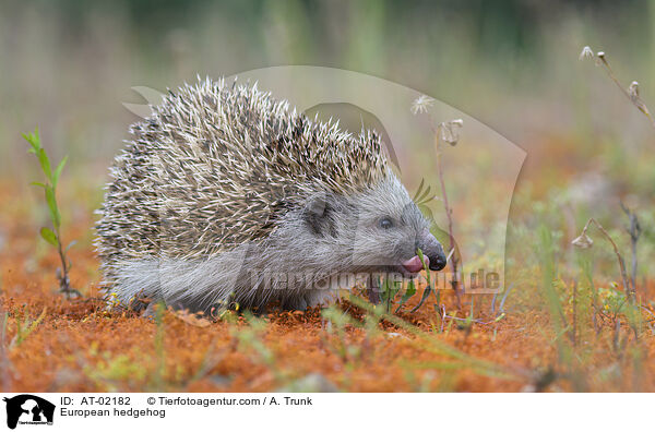 European hedgehog / AT-02182
