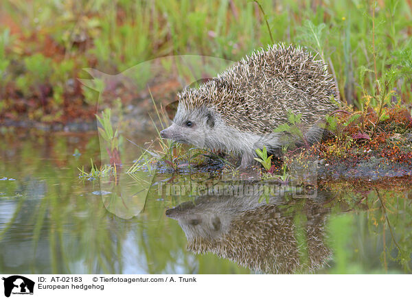European hedgehog / AT-02183