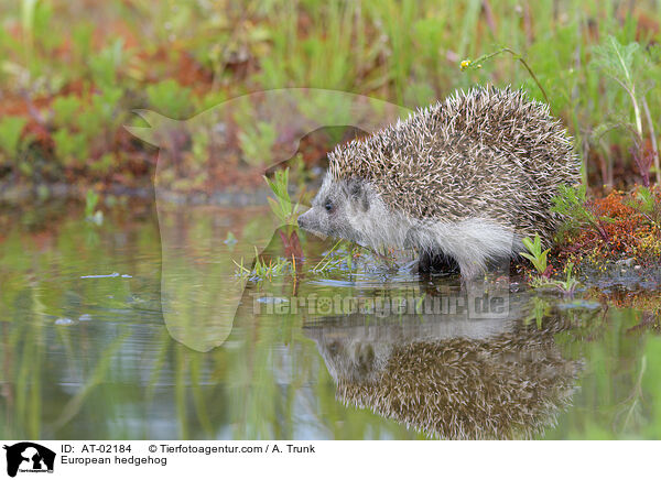 European hedgehog / AT-02184