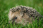 hedgehog