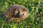 hedgehog