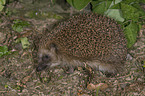 hedgehog