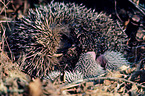 European Hedgehogs