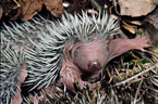 European Hedgehog baby