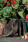 European Hedgehog