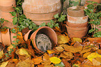 European Hedgehog