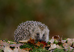 European Hedgehog