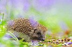 European Hedgehog