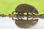 European Hedgehog