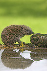 European Hedgehog