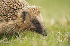 European Hedgehog