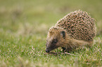 European Hedgehog