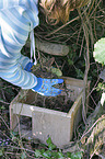 European Hedgehog house