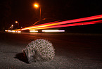 European Hedgehog