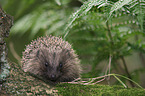 European Hedgehog