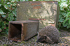 European Hedgehog