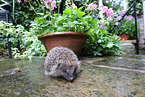 European Hedgehog