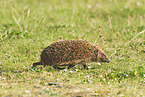 European Hedgehog